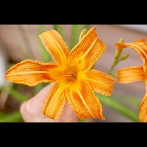 Meet your Posher, Carrie